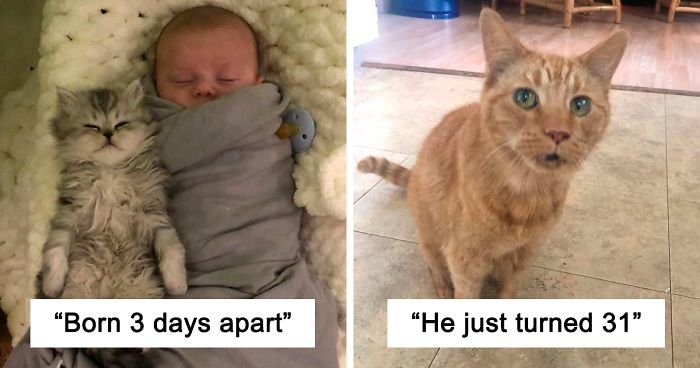 49 Wholesome Cat Posts To Make You Feel Warm Inside