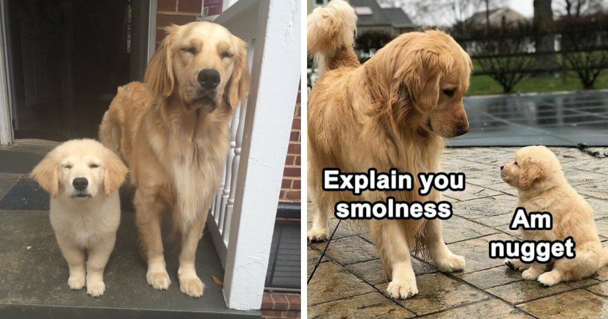 57 Dog Memes So Cute They Might Melt Your Stress Away