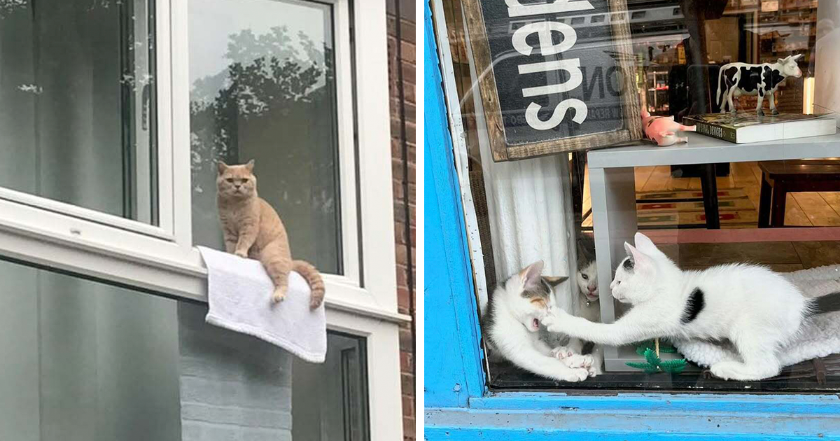 80 Times People Spotted Kitties Sitting At The Window And Just Had To Take A Pic (New Pics)