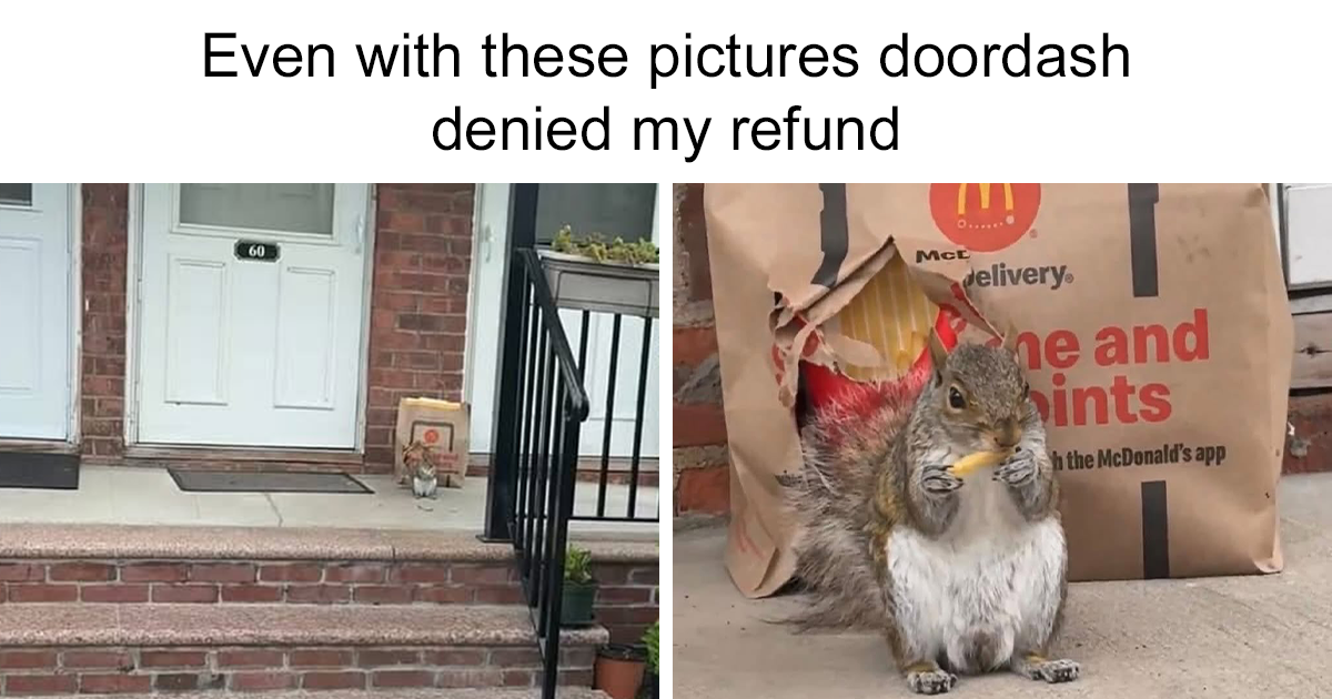 71 Hilarious Animal Memes You Didn’t Know You Needed (New Pics)