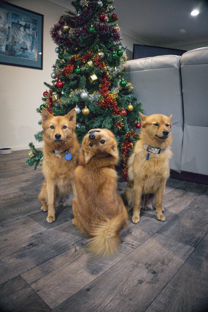 Three dogs sitting in front of a decorated Christmas tree with a playful puppy hilariously disrupting the group photo.