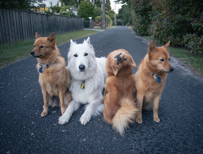Four dogs sitting on a road with a playful puppy humorously ruining the group photo by tilting its head.