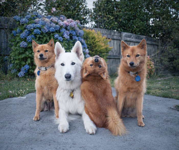 Four dogs posing for a group photo with one puppy hilariously turning to the side, playfully ruining the shot outdoors.