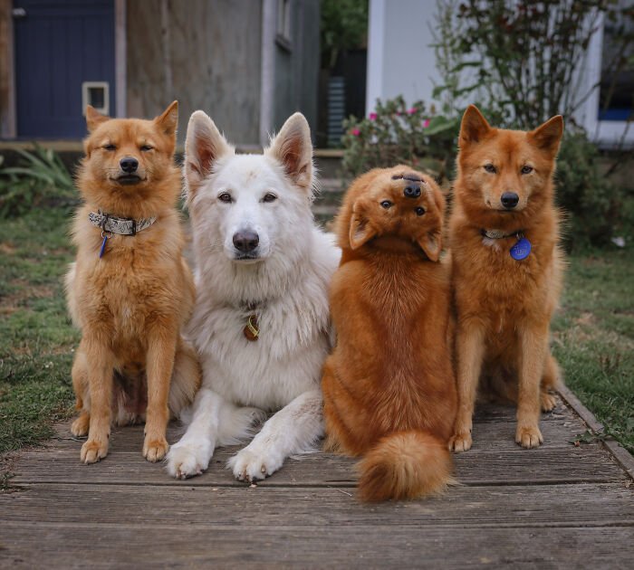 Four dogs posing for a group photo with one puppy playfully turning its head, hilariously ruining the picture.