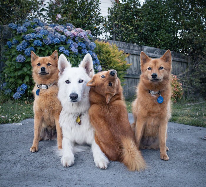 Four dogs posing outdoors with a playful puppy hilariously interrupting and ruining the group photo moment.