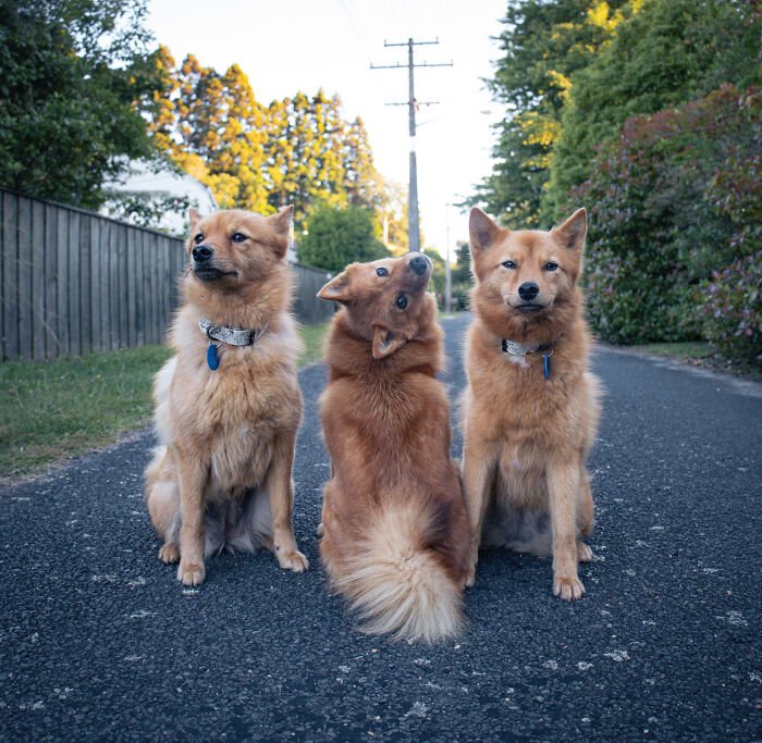 Three fluffy puppies sitting on a street, one playfully tilting its head, hilariously ruining group photos.