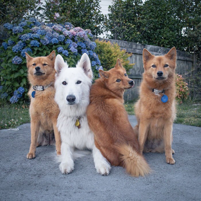 Four dogs posing outdoors with a playful puppy hilariously interrupting and ruining the group photo.
