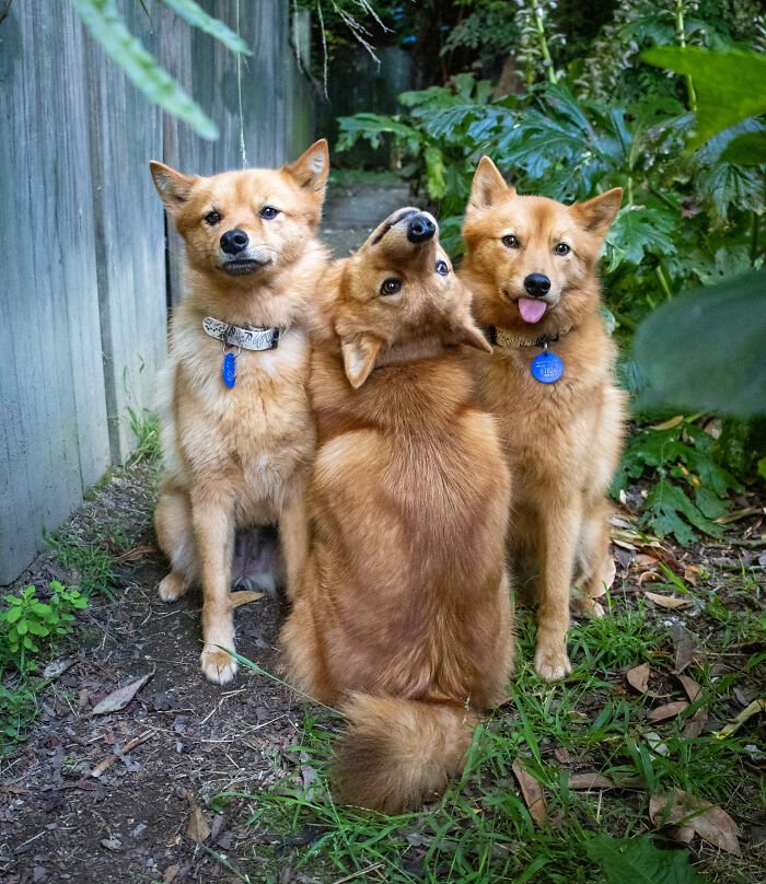 Three fluffy puppies posing outdoors, with one playfully turning and