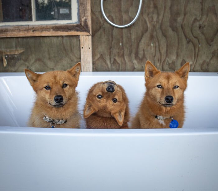 Three dogs posing together with one puppy hilariously tilting its head, playfully ruining group photos and going viral.