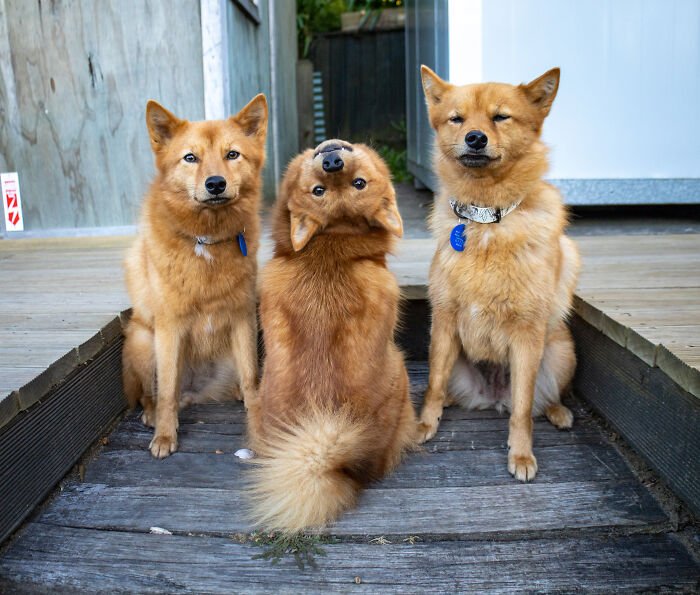Three fluffy puppies sitting on wooden steps, one hilariously tilting head, playfully ruining group photos.