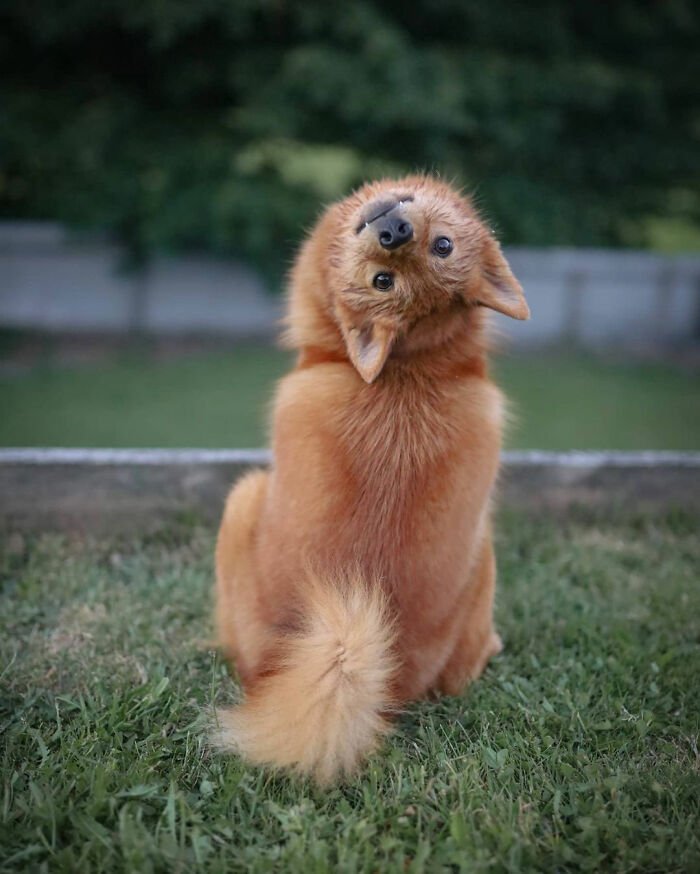 Playful puppy hilariously posing and “ruining” group photos outdoors, capturing viral moments with its funny expression.