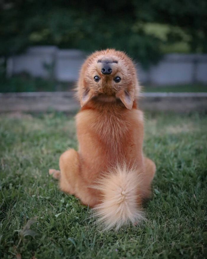 Puppy sitting on grass with head tilted upside down, playfully ruining group photos in a viral series of funny images.