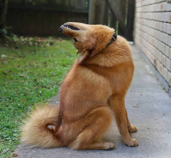 Puppy hilariously ruining group photos by making funny poses outdoors, becoming a viral favorite among pet lovers.