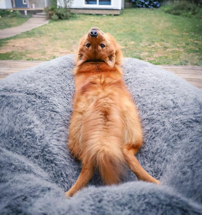 Golden retriever puppy lying on a gray fuzzy cushion, playfully looking back, humorously “ruining” group photos.