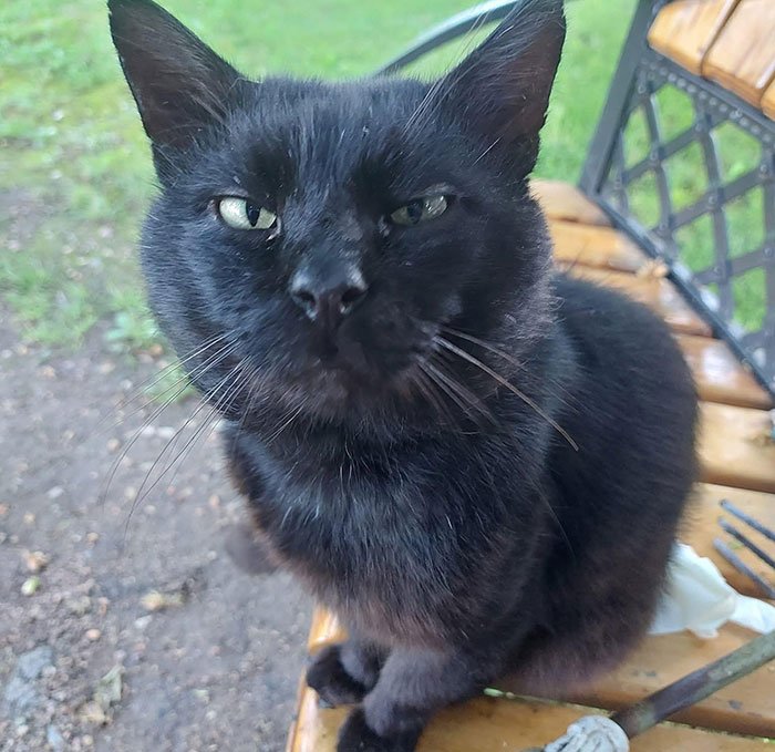 Black cat sitting on a park bench, representing Lithuania lawmaker’s cat consent to fire national broadcaster head.