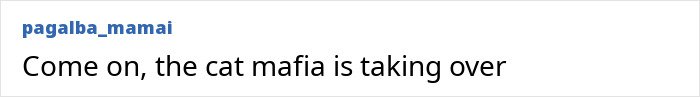 Text-based image with the phrase: Come on, the cat mafia is taking over, referencing Lithuania lawmaker’s cat’s consent.