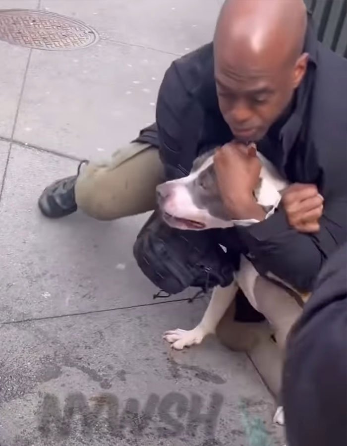 Man restraining pit bull on Manhattan street after dog refuses to release grip during toddler attack incident.