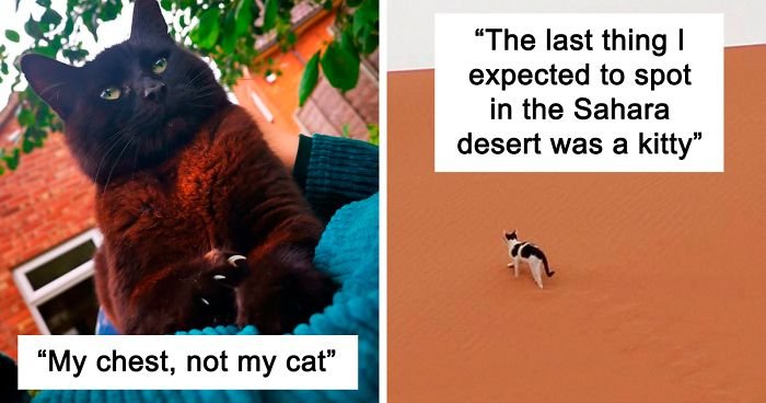 ‘Catspotting’ Is A Facebook Group Where People Share The Best, Unexpected Encounters With Cats (40 Pics)