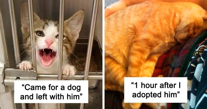 40 Of The Most Wholesome Rescue Pet Photos Of The Month