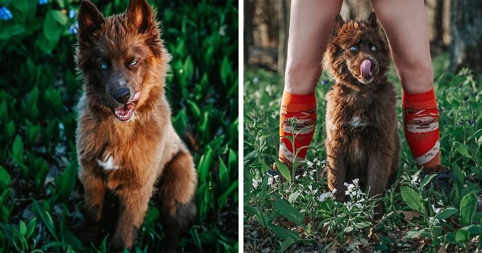 Here’s My Handsome Brown Siberian Husky Who’s Traveling With Me Across The US In Search Of A New Home (29 Pics)