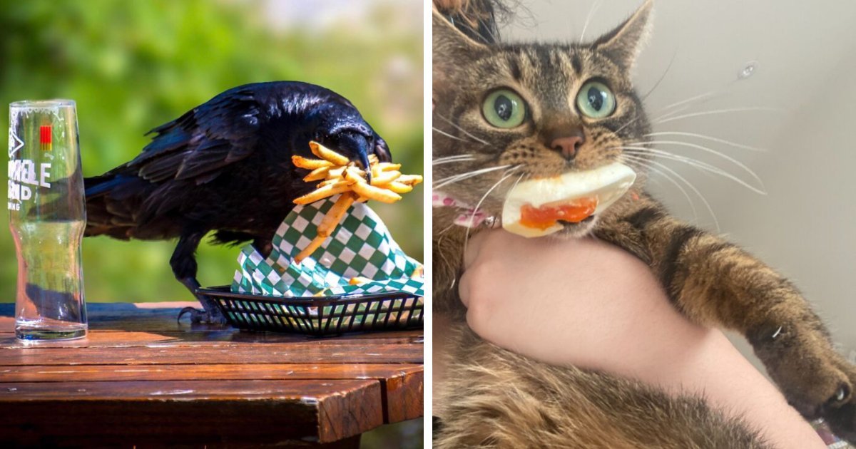 89 Sneaky Pets Who Tried To Steal Food But Got Busted (New Pics)