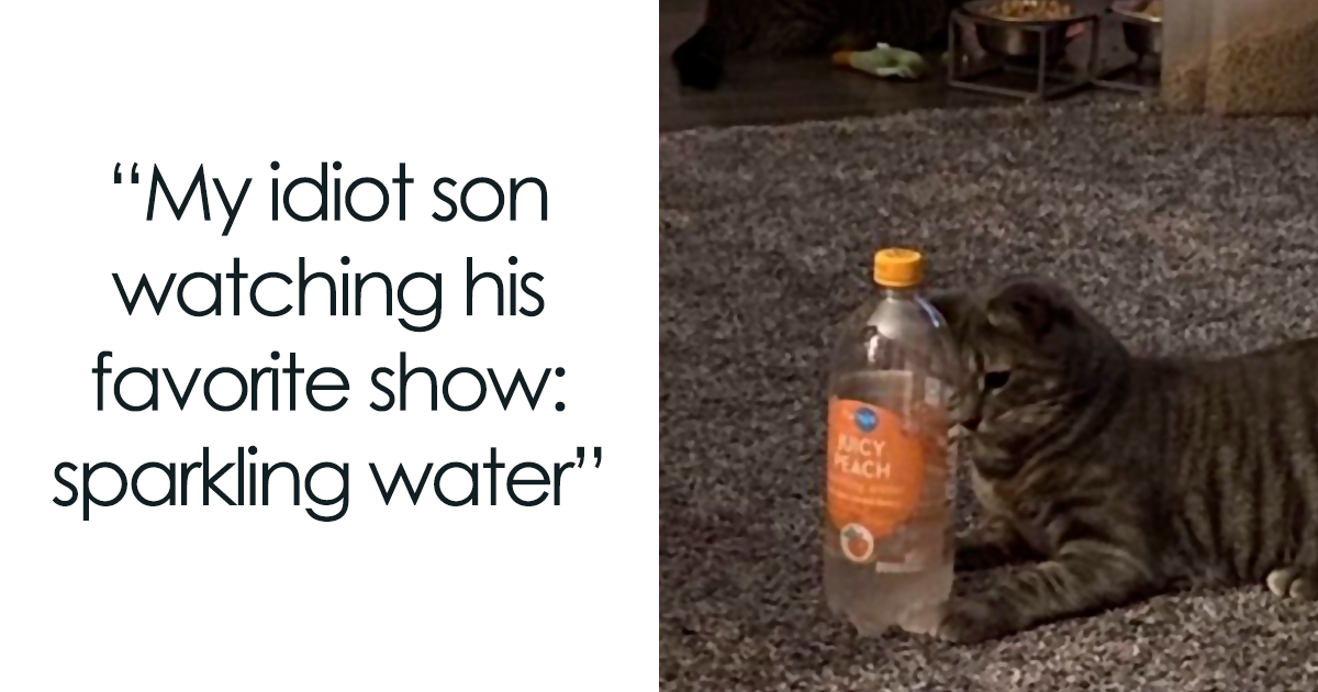 91 Times Animals Delighted Us With Their Antics In 2025, Resulting In These Impeccable Memes