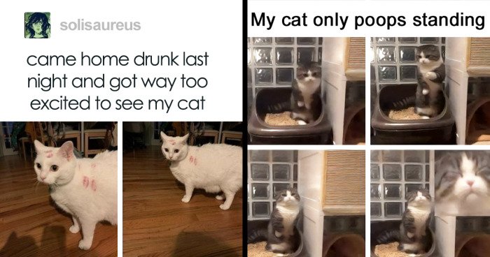 47 Of The Funniest And Most Relatable Cat Memes Shared By This IG Page