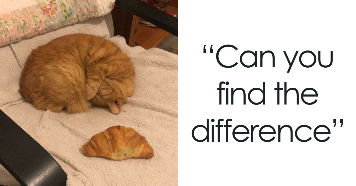80 Times Cats Acted Like Weird Little Guys And Confused Everyone (New Pics)