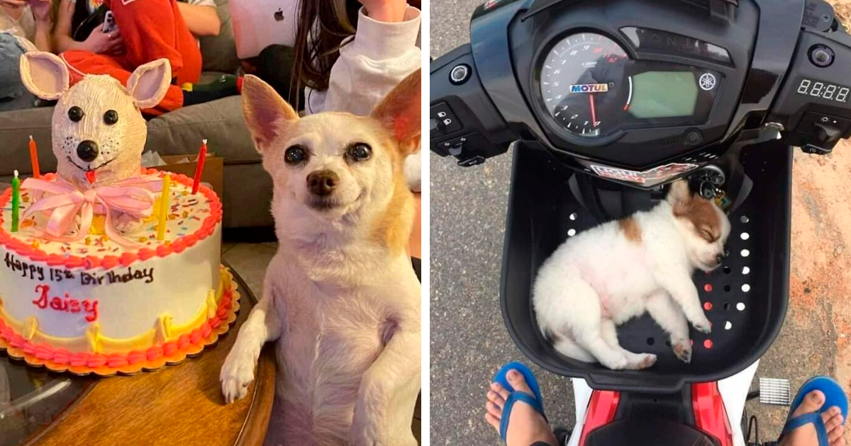 Dog Owners Share 78 Of The Cutest, Most Adorable, And Heartwarming Pics Of Their Pets