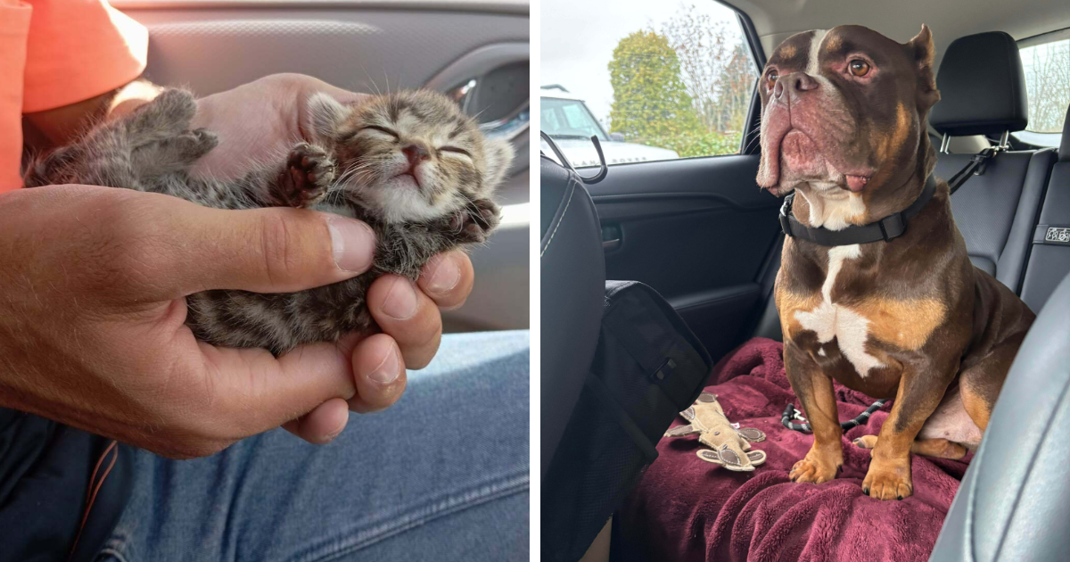 48 Adopted Pets That Are Already Chilling In Their New Homes