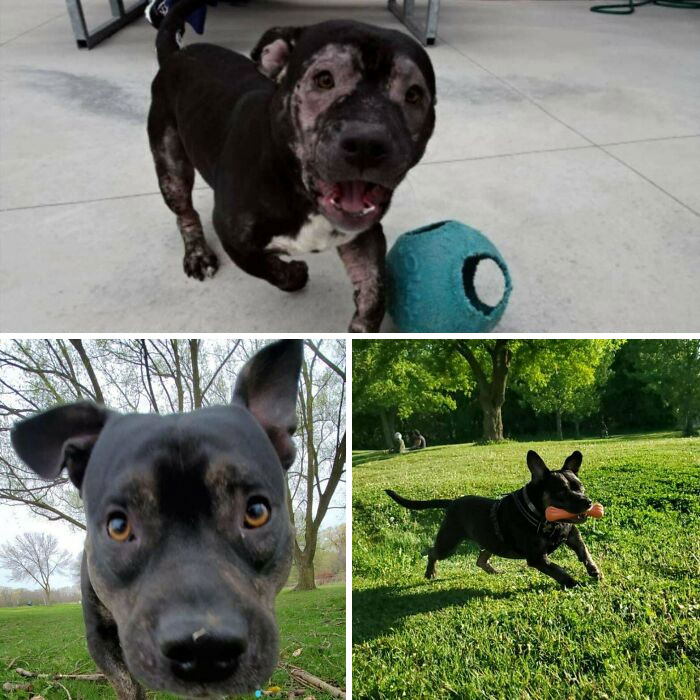 27 Dog Photos Before & After Their Life-Changing Adoption