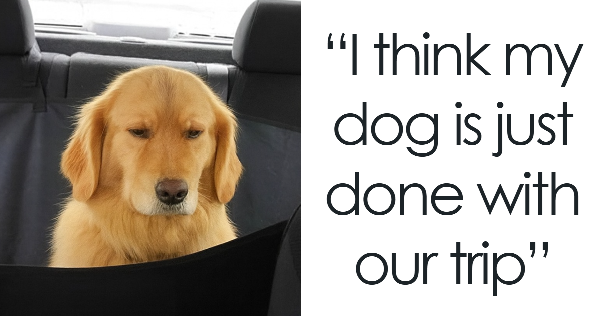 People Are Loving This FB Account That Shares Animal Memes And Here Are 79 Of The Best