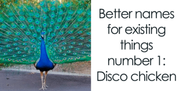 If You’re Feeling Heavy Today, Here Are 53 Adorable And Lighthearted Animal Memes