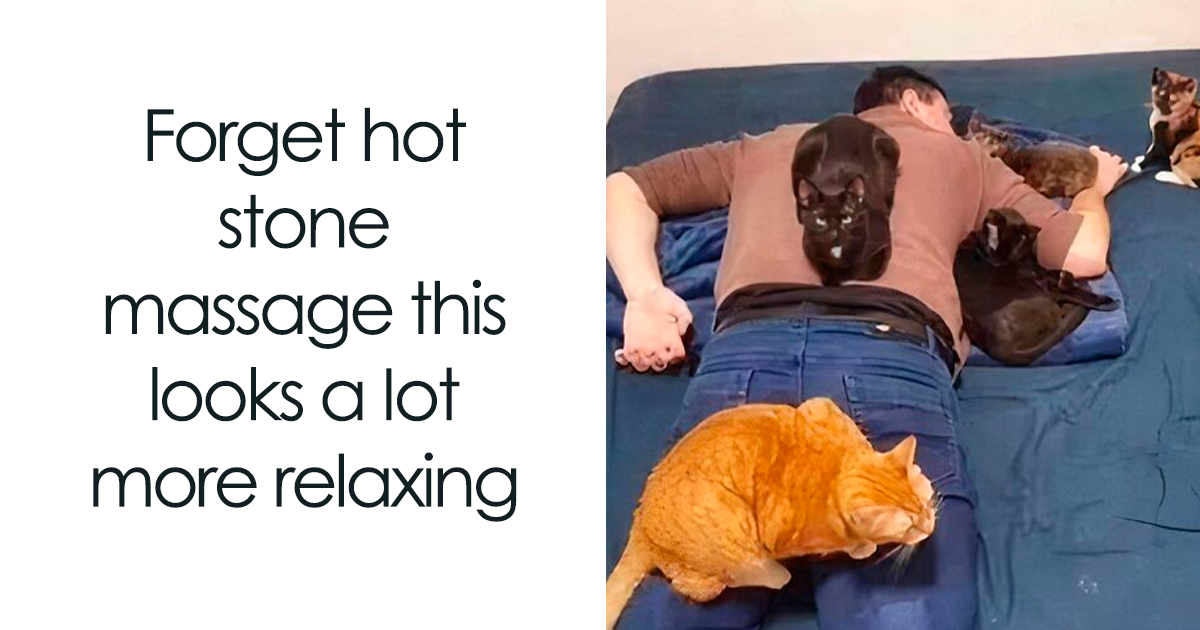 50 Funny Memes From The Group Whose Members Wish They Could Tag Their Cats In Them