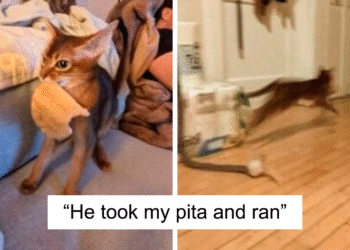 49 Funny And Adorable Cat Memes For Anyone Who’s Obsessed With Them