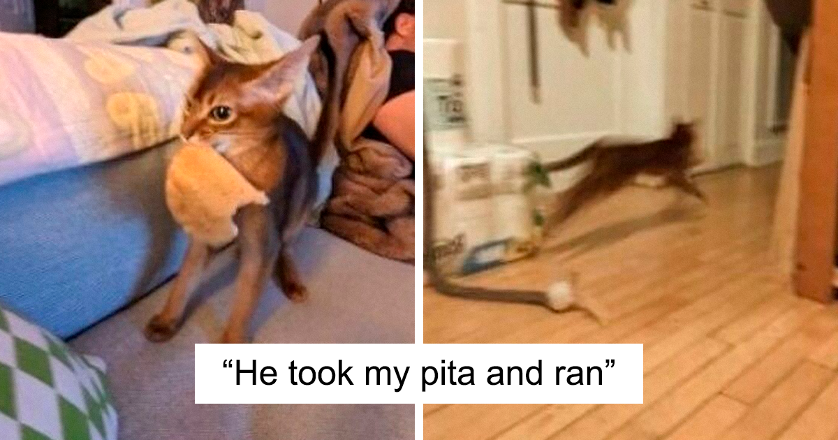 49 Funny And Adorable Cat Memes For Anyone Who’s Obsessed With Them