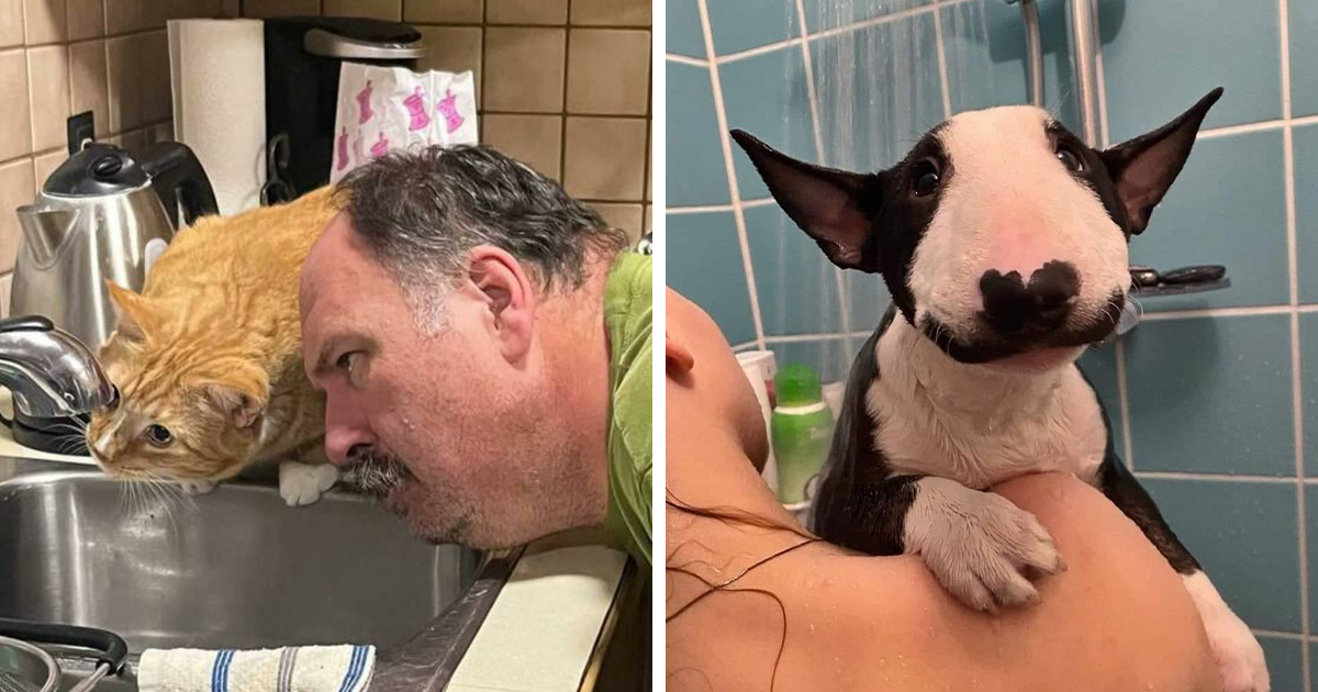 40 Hilarious Moments Caught On Camera, As Shared By “Important Animal Images” (New Pics)