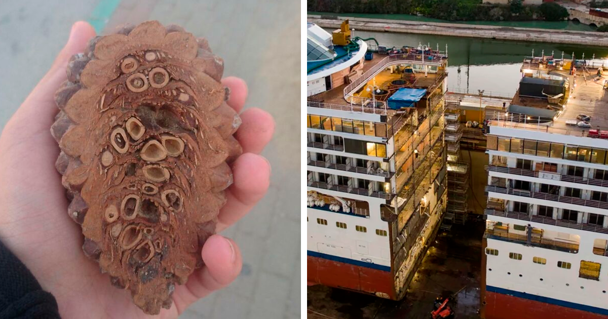 50 Interesting Pictures Showing The Insides Of Things We Rarely See (New Pics)