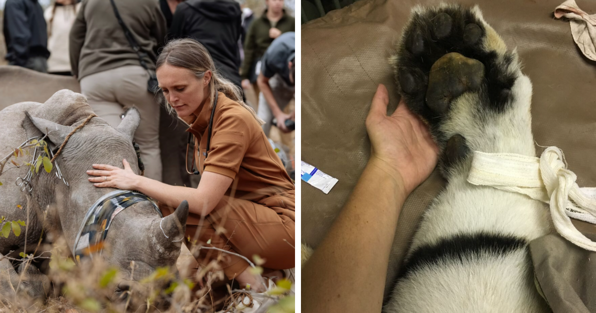 From Airlifting Rhinos To Using Calvin Klein To Catch Leopards: My Daily Life As A Wildlife Vet (10 Pics)