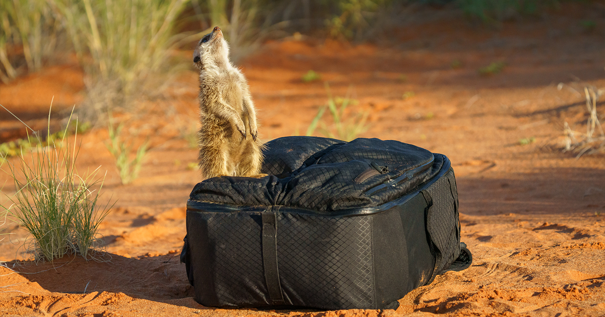 I Spent Way Too Much Time With Meerkats: Here Are 32 Hilarious Moments I Captured