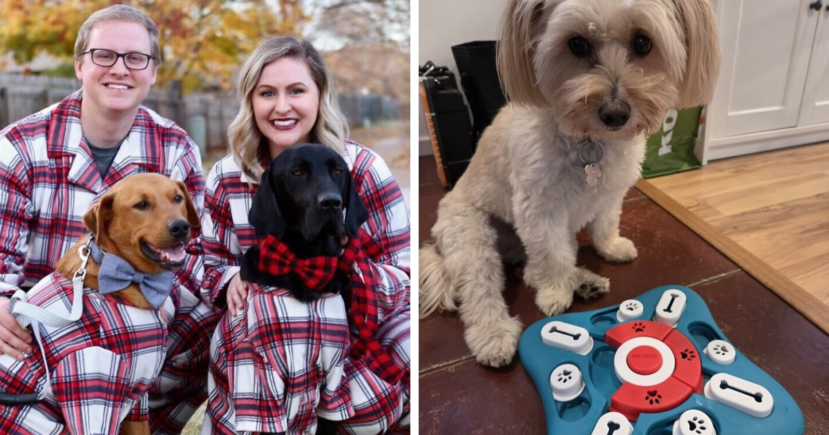 27 Gifts To Spoil Your Pet With, Because Let’s Be Honest, They’re The Favorite Child