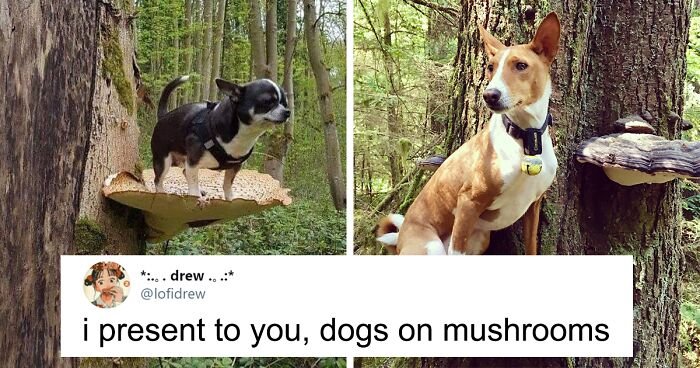 Dogs Standing On Mushrooms Is The Internet’s New Favorite Thing (26 Pics)