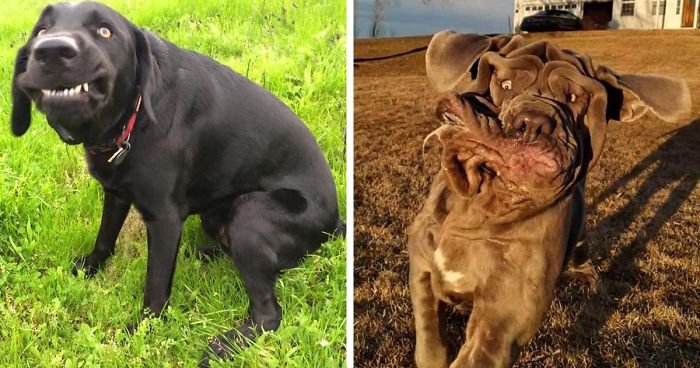 People Are Sharing The Most Unflattering Pics Of Their Dogs And It’s Hilarious (28 Pics)