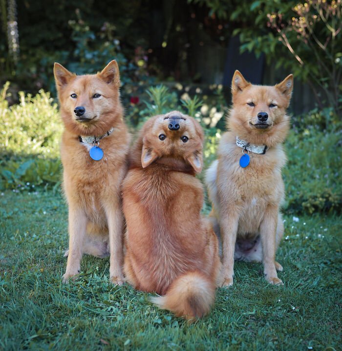 Three puppies in a garden, with one hilariously turning its head upside down, playfully ruining the group photo.