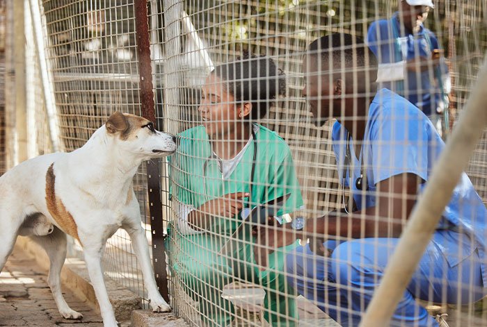 Two veterinary workers in scrubs interacting with a dog through a metal shelter fence at an animal shelter