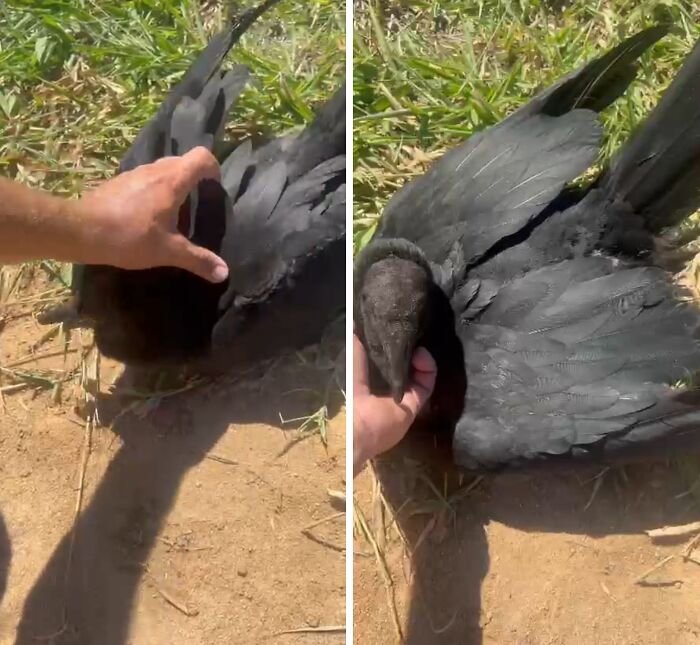A wild vulture showing close bonding with a human, lying on the ground while being gently petted outdoors.