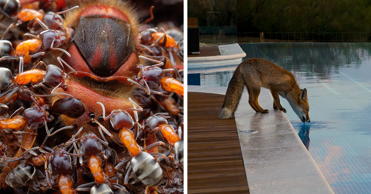 The 30 Winning Pictures Of The 2019 Nature Photographer Of The Year