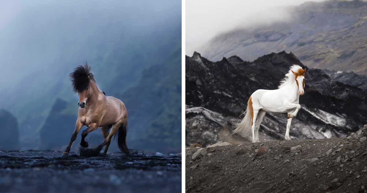 I Photograph Horses In Breathtaking Icelandic Landscapes (30 Pics)