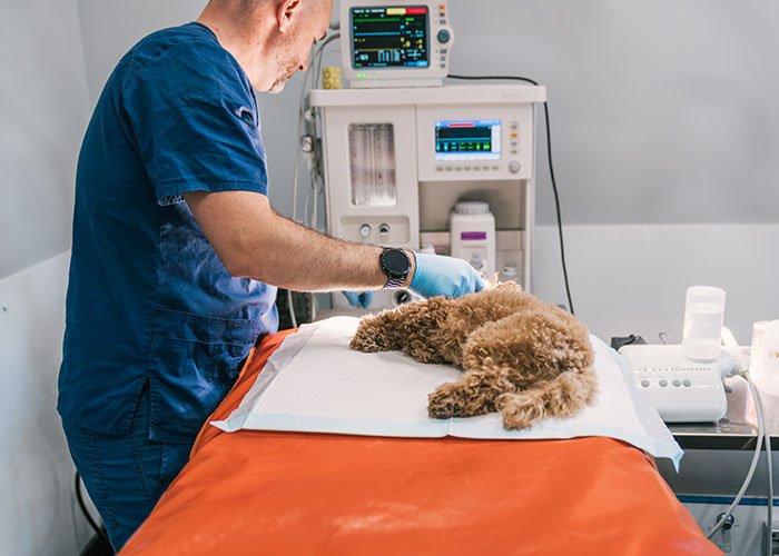 Veterinarian treating family dog poisoned by MIL, set on orange medical table in clinical veterinary setting.