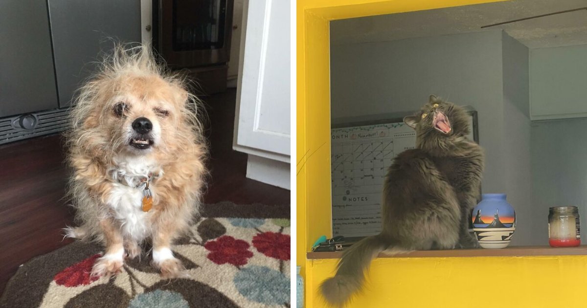 79 Times People Were Rushing To Take A Pic Of Animals Making Silly Faces (New Pics)